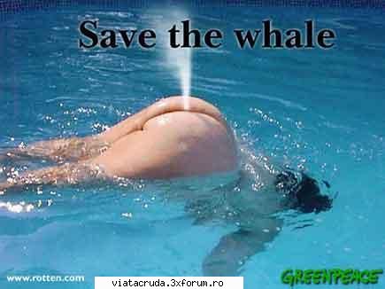 Vote for the pie!!!!!.....And:SAVE THE WHALES!!!! - save the whales - Membrii clubului "Viata cruda"